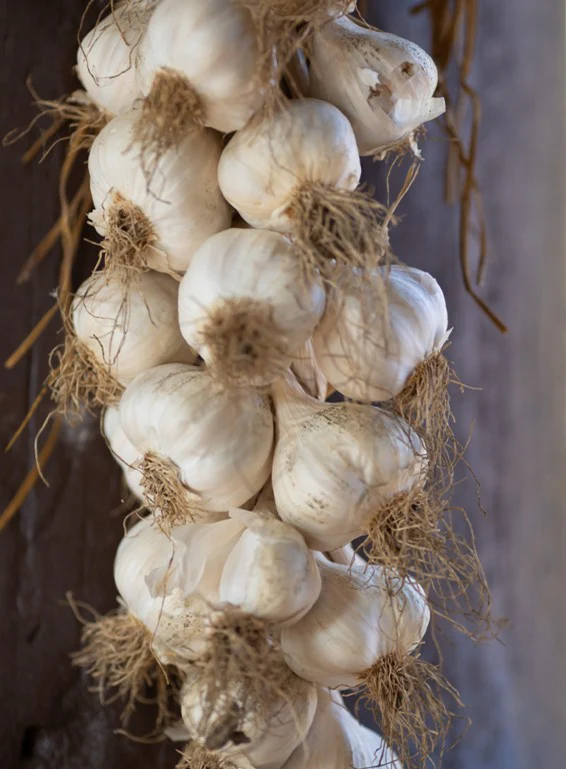 Fresh Garlic String 1 x Each - TO ORDER ONLY