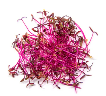 Fresh Micro Amaranth 25gm - TO ORDER ONLY